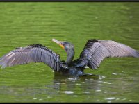 Water Birds22