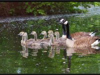 Water Birds3