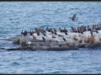 Water Birds30