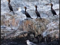 Water Birds31