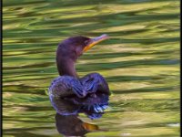Water Birds32