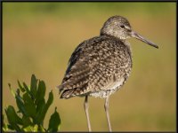 Water Birds33