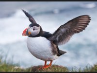 Water Birds36