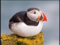 Water Birds37