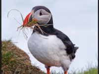 Water Birds38