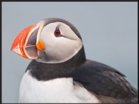 Water Birds39