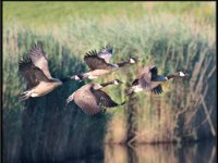 Water Birds4
