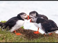 Water Birds40