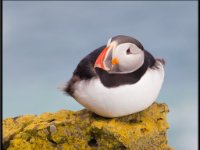 Water Birds41