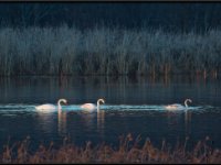Water Birds42