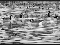 Water Birds44