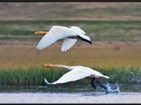 Water Birds46