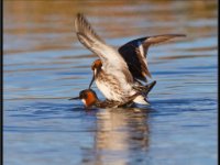 Water Birds47