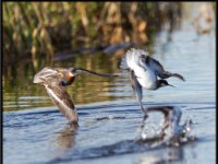 Water Birds48
