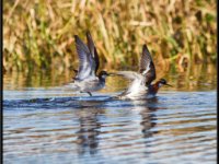 Water Birds49