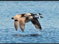 Water Birds5