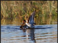 Water Birds50