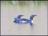 Water Birds51