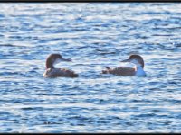Water Birds52