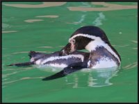 Water Birds53