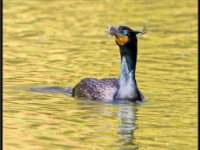 Water Birds54