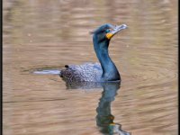 Water Birds55