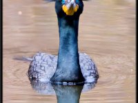 Water Birds56