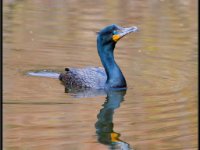 Water Birds58