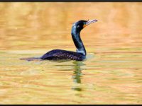 Water Birds59