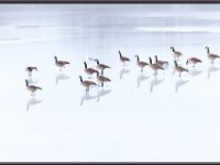 Water Birds6