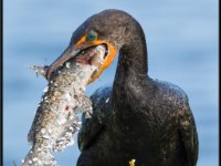 Water Birds60