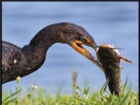 Water Birds61