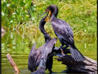 Water Birds62