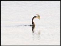 Water Birds64