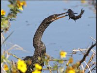 Water Birds65