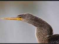 Water Birds66