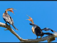 Water Birds67