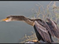Water Birds68