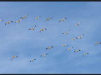 Water Birds7