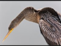 Water Birds70