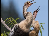Water Birds71