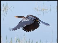 Water Birds72
