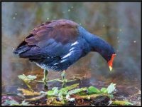 Water Birds73