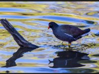 Water Birds74
