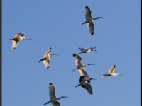 Water Birds76