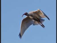 Water Birds78
