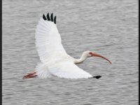 Water Birds79
