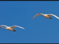 Water Birds8