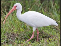Water Birds80