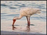 Water Birds81